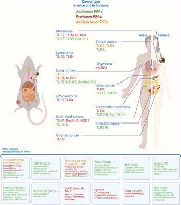 "Open Sesame" to the complexity of pattern recognition receptors of myeloid-derived suppressor cells in cancer